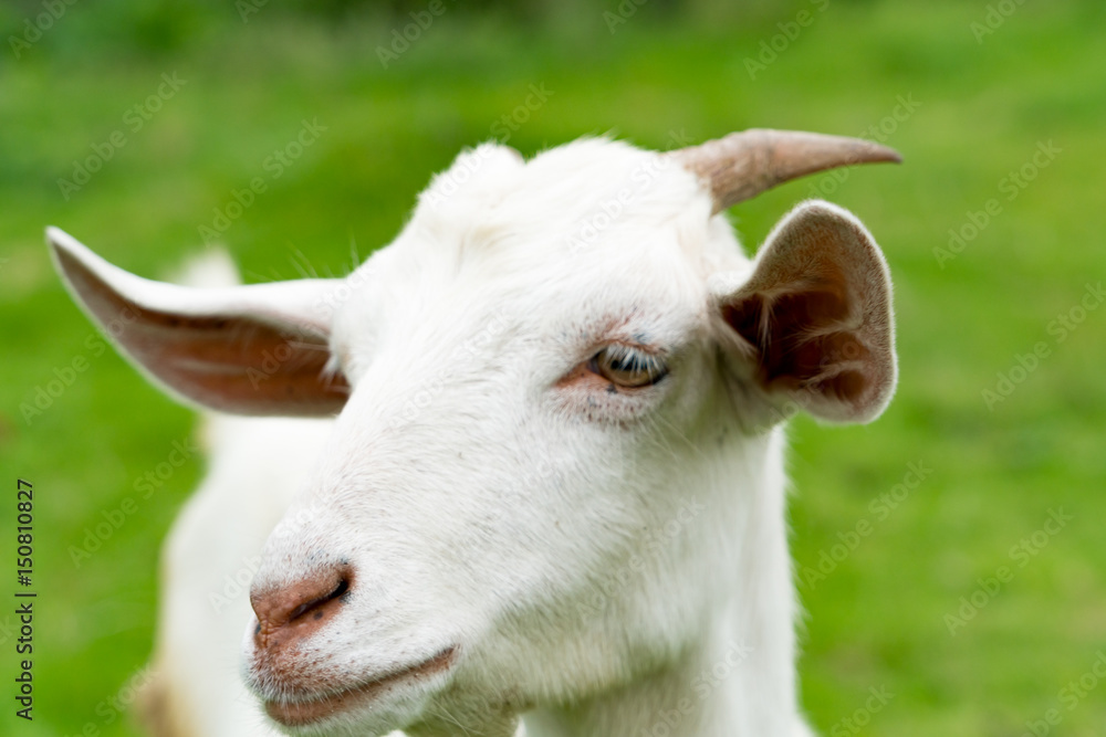 portrait the young white sheep on the grass background portrait the young white sheep on the grass background