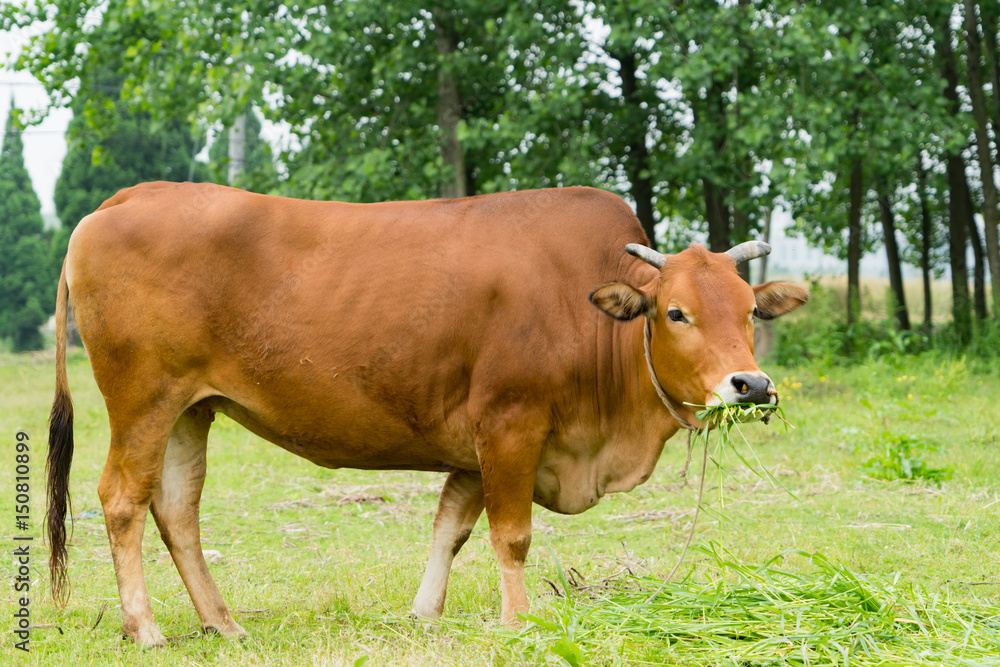 portrait the brown cow grazing the grass on the field portrait the brown cow grazing the grass on the field