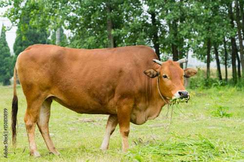 portrait the brown cow grazing the grass on the field © PORNCHAI SODA