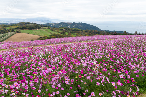 Cosmos flower meadow