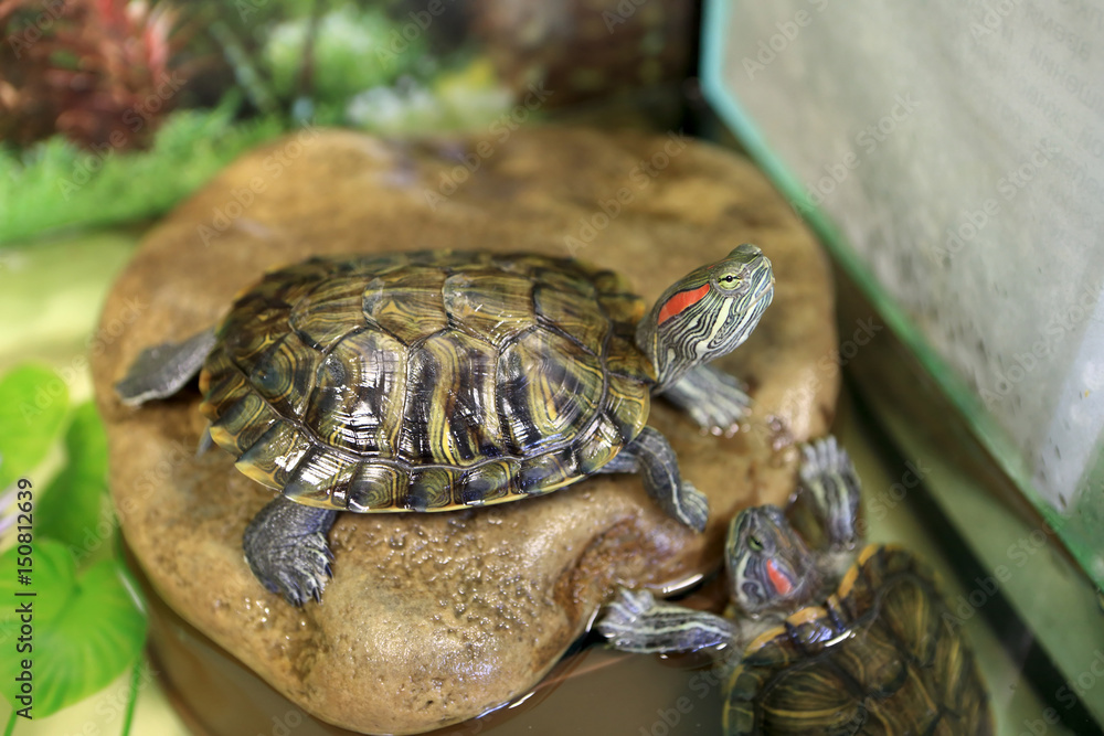 Naklejka premium Turtle on stone