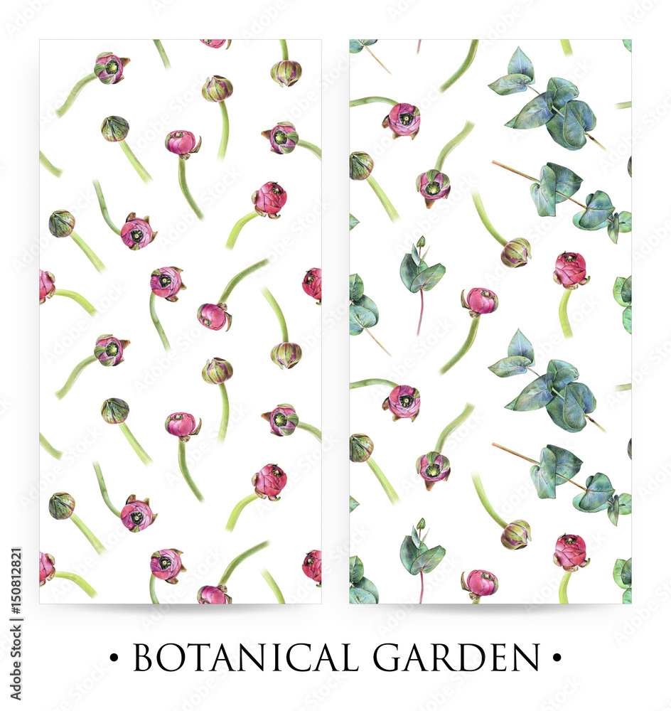 Set of seamless floral patterns with purple buttercup buds and green eucalyptus on white. Spring flowers. Botanical natural background drawn by hand with colored pencil