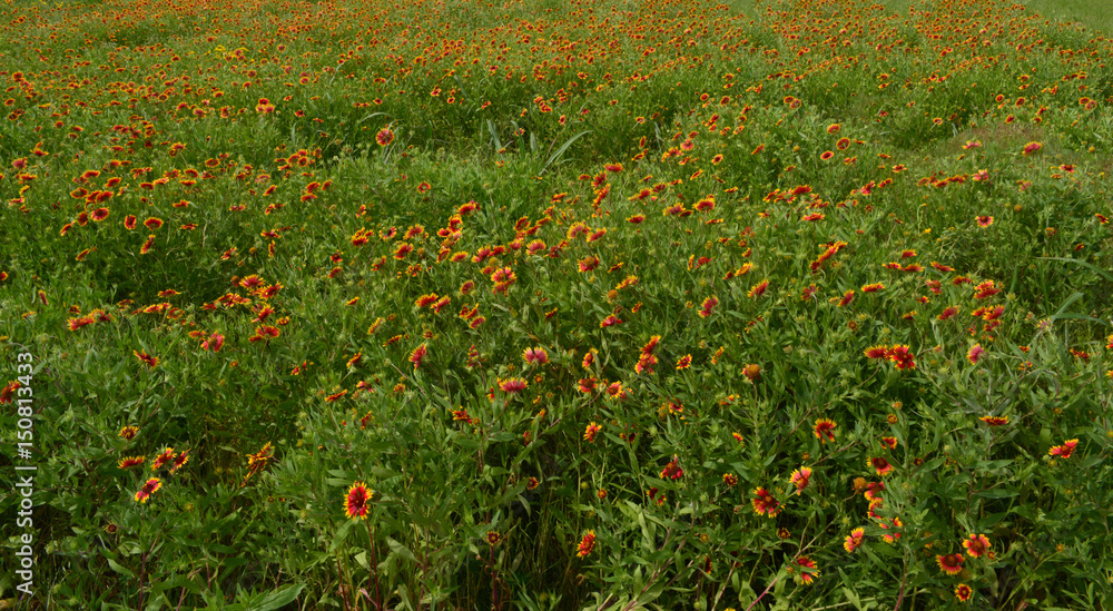 Pinwheels/Field of pinwheel wildflowers