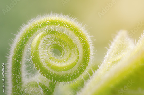 Foto Tendril of green climbing plant growing in a spiral form.