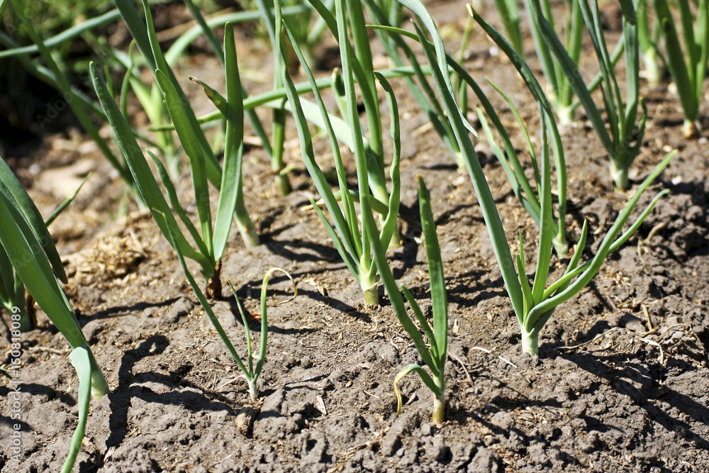 Young onion on a garden bed. Young onion on a garden bed.