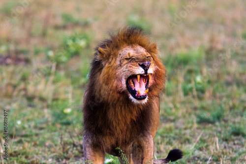 Terrifying roar of a lion. Masai Mara  Kenya. Africa