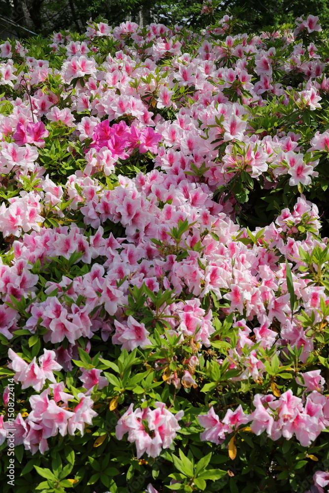 spring flowers spring flowers