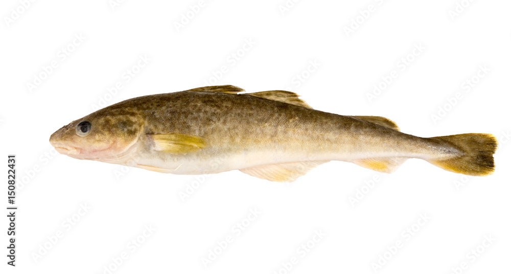 Raw fish. Navaga fish. Saffron cod. Raw fish. Navaga fish. Saffron cod.