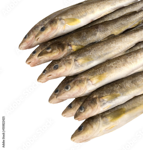 Raw fish. Navaga fish. Saffron cod.