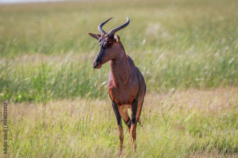Tsessebe looking at the camera in Chobe. Tsessebe looking at the camera in Chobe.
