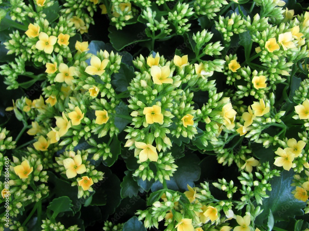 Calanchchu Yellow flowers - Kalanchoe Plant