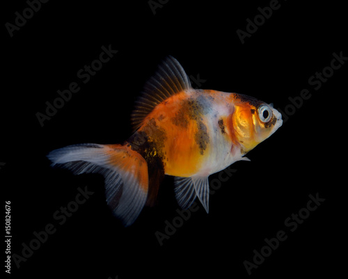 Gold fish isolated on black background