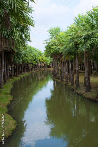 Canal pass center in palm garden.   © mnonchan