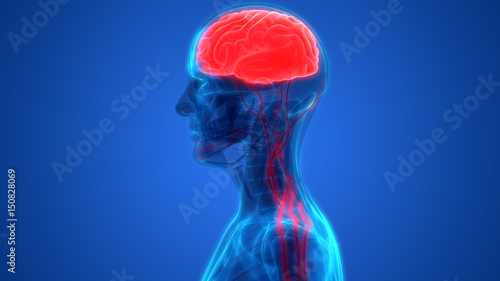 Human Brain with Nervous system Anatomy