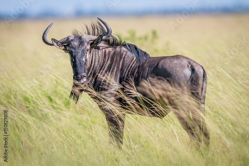 Plakat w ramie Blue wildebeest starring at the camera.