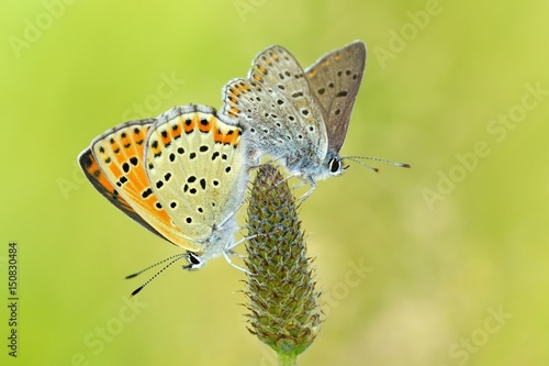 Wallpaper Mural accoppamento farfalle Torontodigital.ca