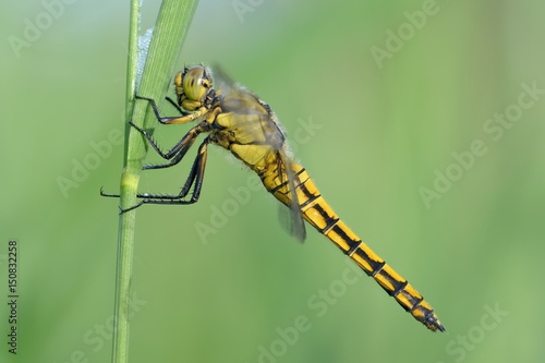 Libellula, Orthetrum cancellatum © fabiosa_93