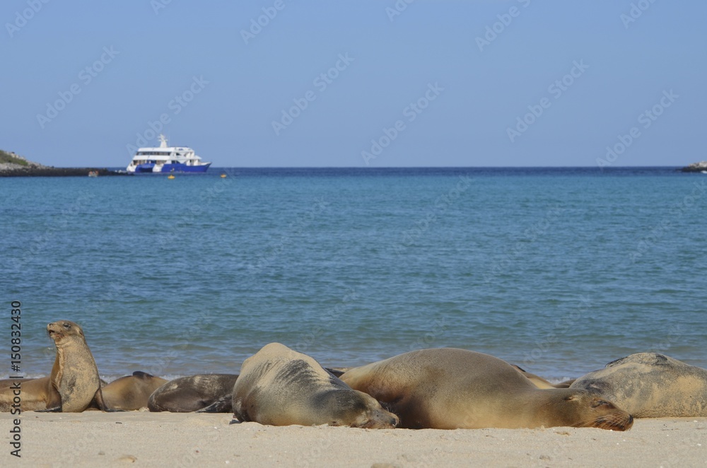 Fototapeta premium GalÃ¡pagos sea lion (Zalophus wollebaeki), a species that exclusively breeds on the Galapagos Islands. Isla Sante Fe, Galapagos Islands, Ecuador