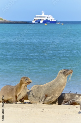 GalÃ¡pagos sea lion (Zalophus wollebaeki), a species that exclusively breeds on the Galapagos Islands. Isla Sante Fe, Galapagos Islands, Ecuador