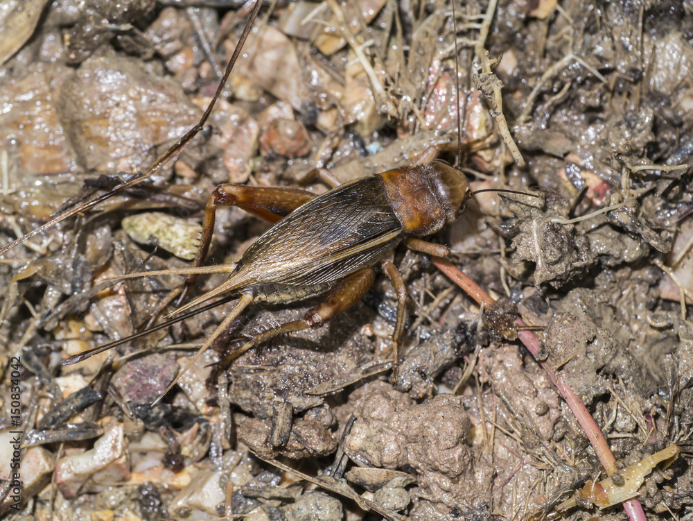 House cricket (Acheta domestica). Wild life animal. House cricket (Acheta domestica). Wild life animal.