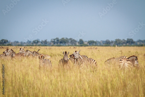 Two Zebras bonding in Chobe.
