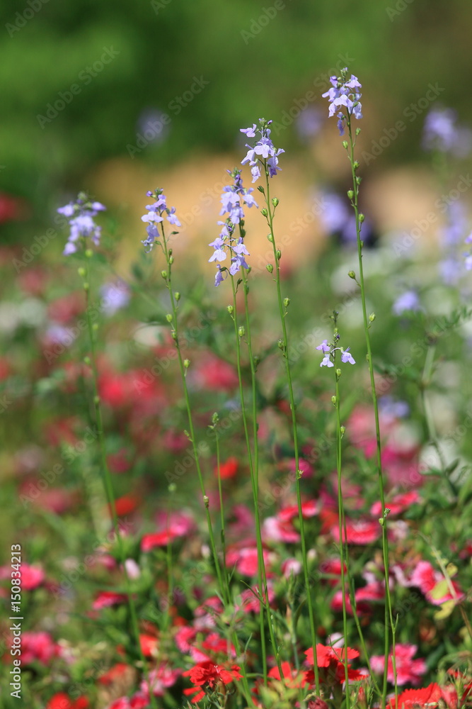 Fototapeta premium spring flowers