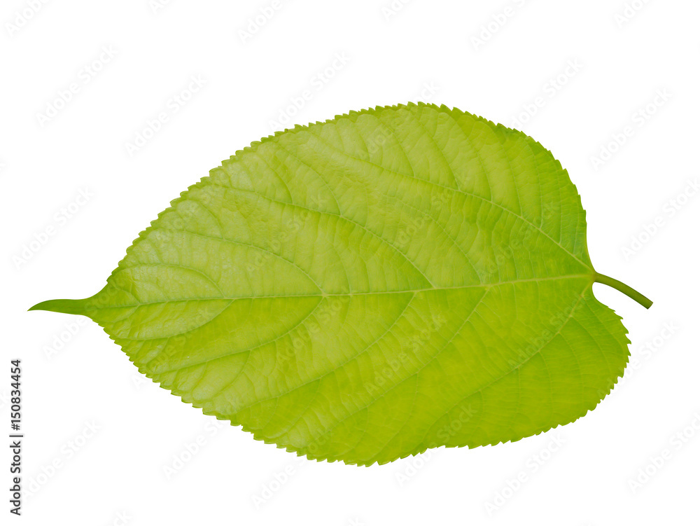 Obraz premium Leaf of Himalayan Mulberry on tree.