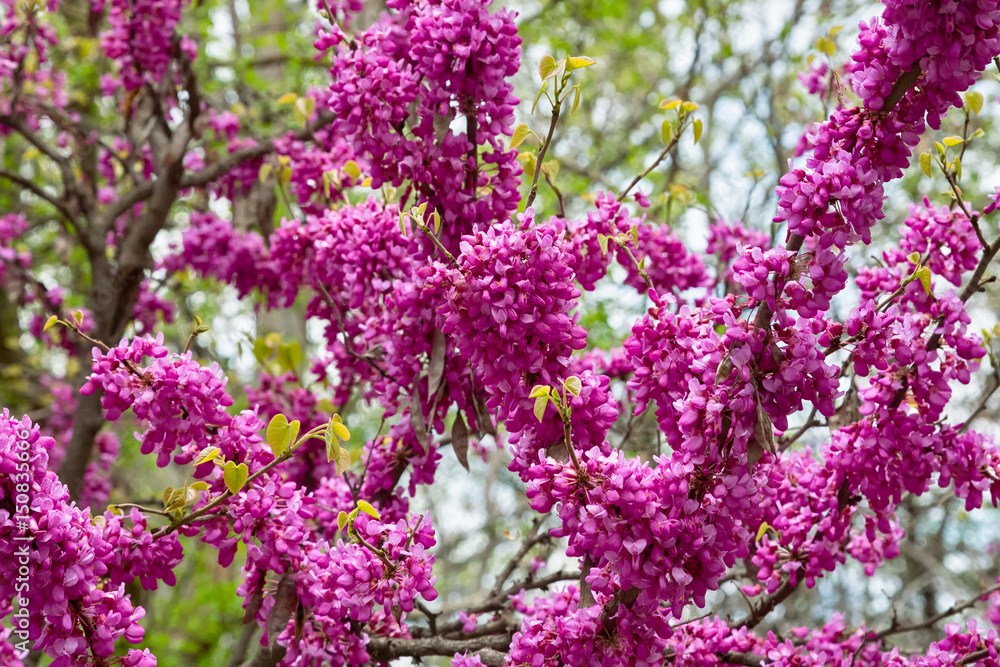 white cherry flowers on spring time