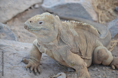 A Santa Fe land iguana  a species endemic to the Isla Sante Fe on the Galapagos Islands