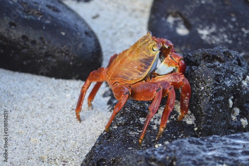 A Sally lightfoot crab (Grapsus grapsus) walks across rocks in the Galapagos Islands.
