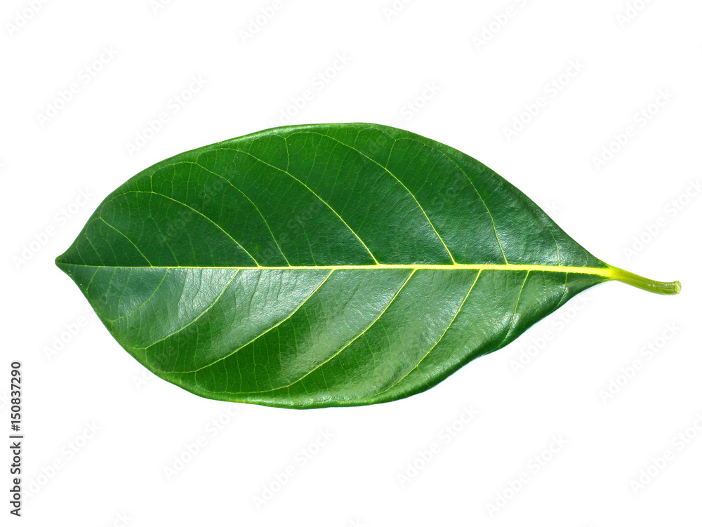 Front of Jackfruit leaves on white background. Front of Jackfruit leaves on white background.