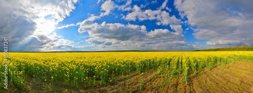 Flower field in spring countryside