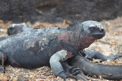 Marine Iguana ( Amblyrhynchus cristatus) a species of Iguana only found on the Galapagos Islands.