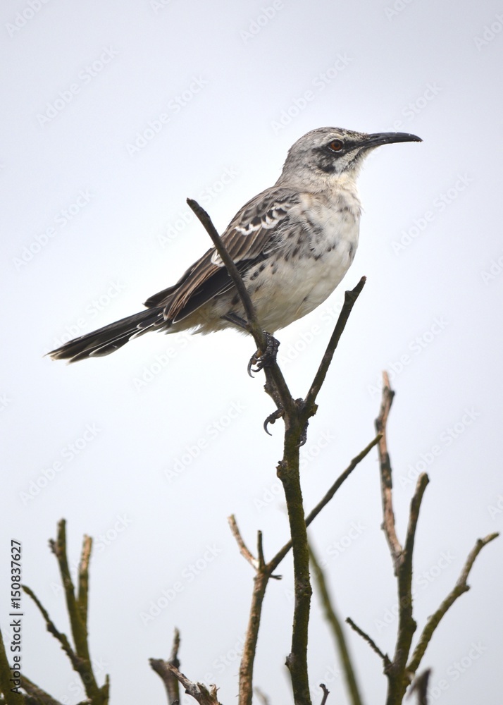 The hood mockingbird (Mimus macdonaldi) also known as the Española mockingbird, on Isla Española in the Galapagos Islands The hood mockingbird (Mimus macdonaldi) also known as the Española mockingbird, on Isla Española in the Galapagos Islands