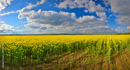 Flower field in spring countryside