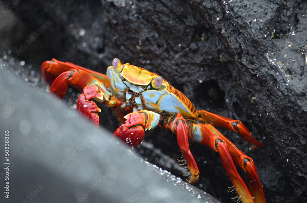 A Sally lightfoot crab (Grapsus grapsus) walks across rocks in the Galapagos Islands. A Sally lightfoot crab (Grapsus grapsus) walks across rocks in the Galapagos Islands.