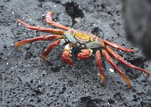 A Sally lightfoot crab (Grapsus grapsus) walks across rocks in the Galapagos Islands.