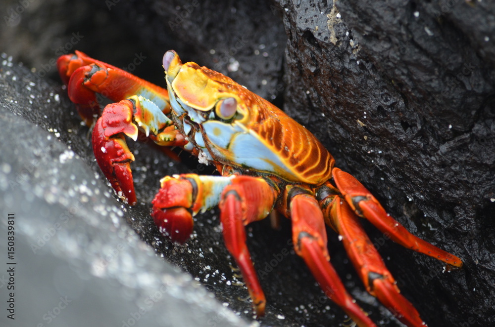 A Sally lightfoot crab (Grapsus grapsus) walks across rocks in the Galapagos Islands. A Sally lightfoot crab (Grapsus grapsus) walks across rocks in the Galapagos Islands.