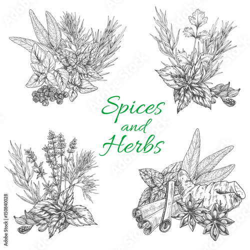 Vector sketch poster of spices and herb seasonings