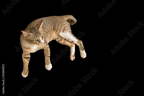 Cute Cat lay down on Black Background