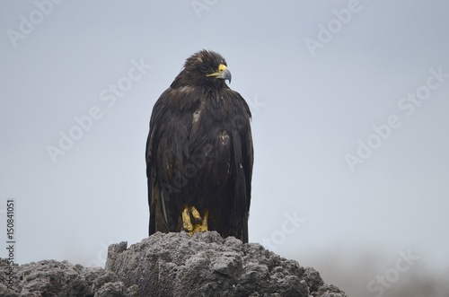 A Galapagos hawk (Buteo galapagoensis), on Isla Española in the Galapagos Islands photo