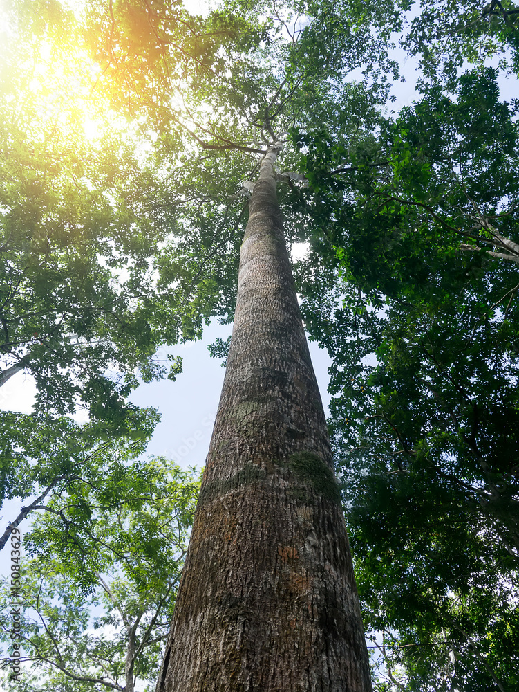 Fototapeta premium nature green wood sunlight backgrounds.