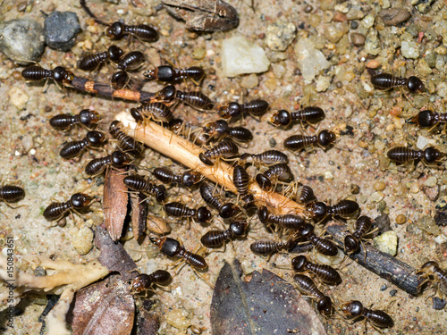 Giant termite (Macrotermes sp), soldier photo