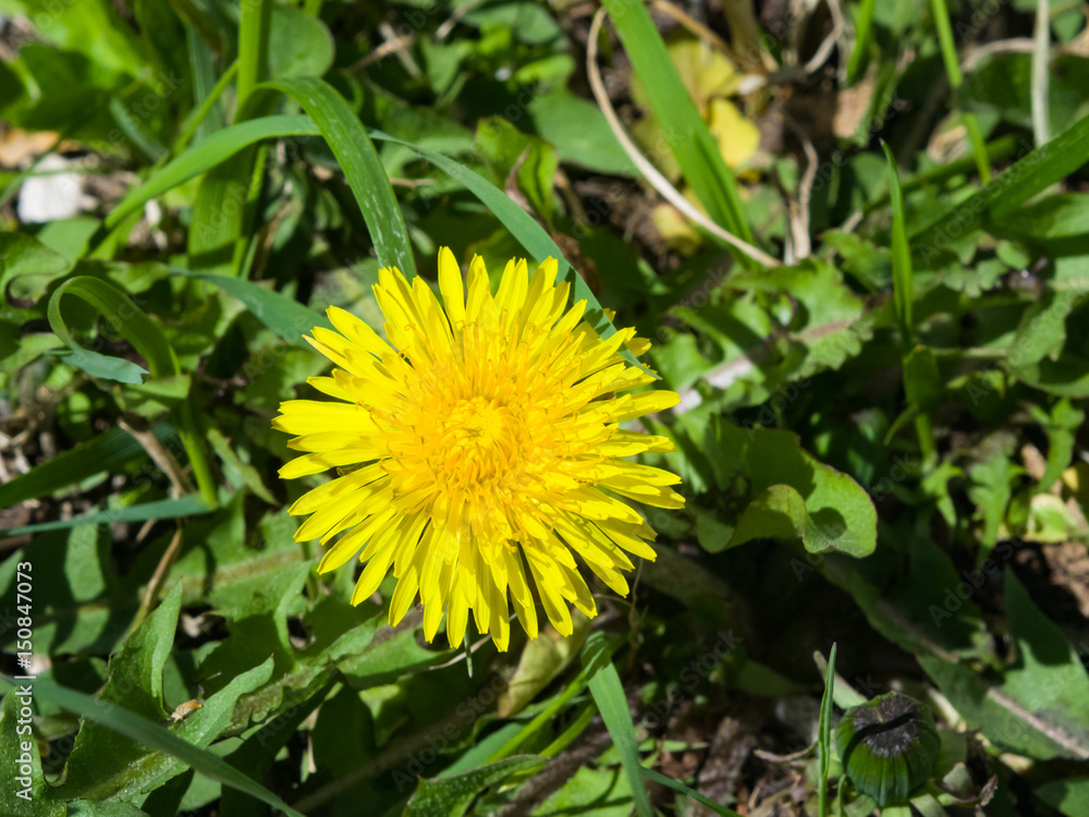 Yellow flower Common dandelion Taraxacum officinale close-up, soft edges, selective focus, shallow DOF Yellow flower Common dandelion Taraxacum officinale close-up, soft edges, selective focus, shallow DOF