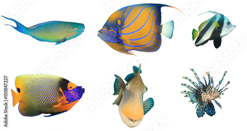 Fish isolated. Parrotfish, Angelfish, Bannerfish, Butterflyfish, Triggerfish, Lionfish