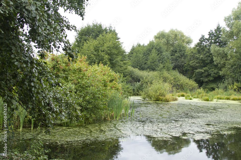 swamp overgrown swamp overgrown