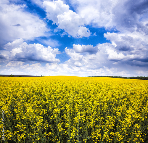 yellow rape field with blue cloudy sky