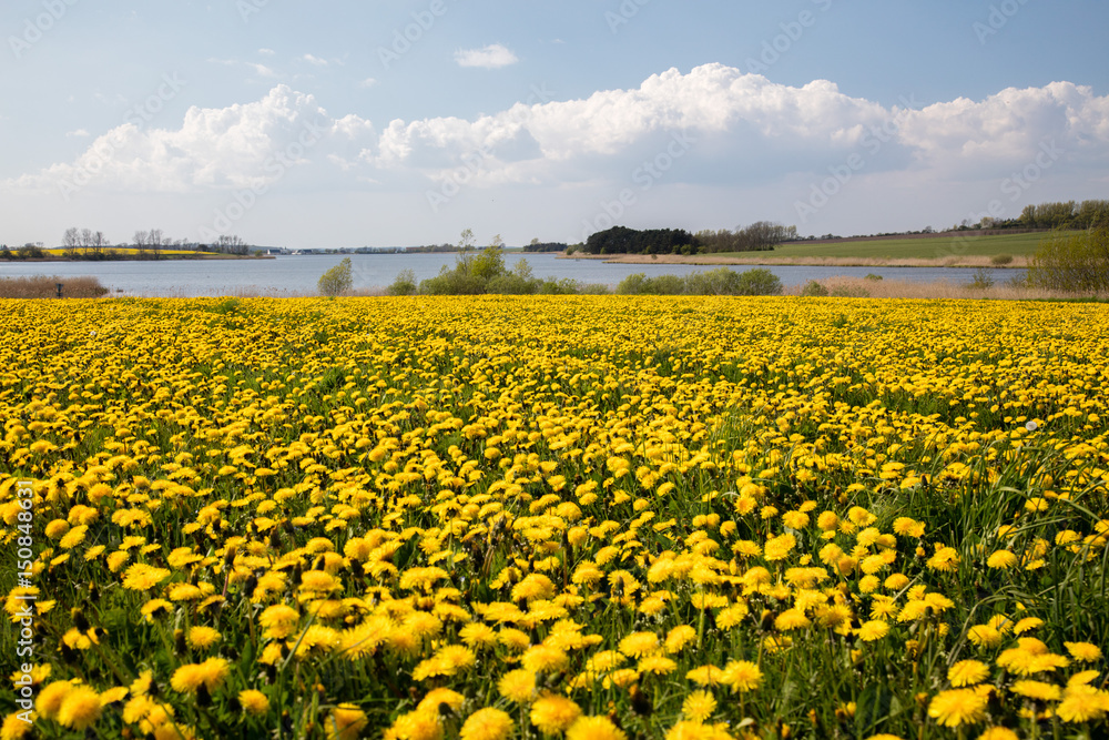 Fototapeta premium Dandelion field
