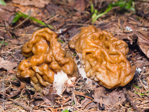 False morel or Gyromitra esculenta spring poisonous mushrooms macro, selective focus, shallow DOF
