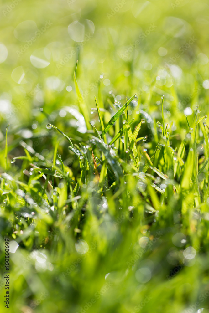 Green grass in the dew on the nature